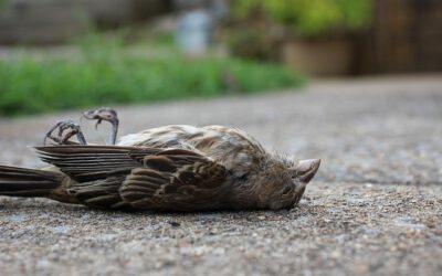 Vogelgrippe: Was tun bei einem toten Vogel im Garten?